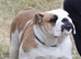 Bulldog puppies for sale