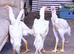 WHITE SHAMO CHICKENS AVAILABLE
