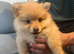Pure breed small size Pomeranian puppies