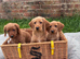 Stunning litter of red Labradoodles