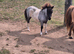Miniature Shetland Filly