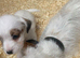 Jack Russell terrier puppies for sale