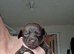 Cockapoo x chihuahua girls