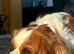 Cavalier King Charles Spaniel - Available for Stud