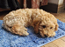 Beautiful apricot Cockapoo girl, very friendly and looking for her loving home