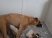 American bulldog/xl bulldog puppies