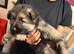 Beautiful & Chunky German Shepherd Puppy