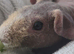 Male skinny pig