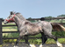 "Registered Irish Draught Yearling 4 Matching Whites" Dapple Grey Filly Young Sport Horse