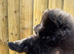 pomeranian teddy bear