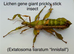 Various stick insect and leaf insect eggs - Several species - Delivery possible