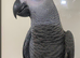 Super tame baby African grey set up