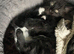 Maine Coon Kittens RTL:01.11