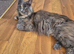 Maine coon adult