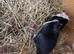 Ginuiea pigs