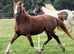 STUNNING Chestnut Roan Welsh D Filly!