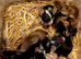 Male and female fancy mice for sale- 6 weeks old