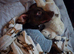 Cockerjack boy 2y.o