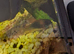 3 Orange corydoras
