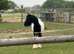 12hh 4 year old