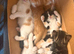 Ginger and white kitten last of litter