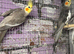 Breeding pairs cockatiels