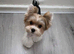 Mini biewer terrier puppy boy