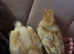 3 week old chickens
