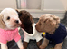 Quality Rare coloured Toy Cavapoochons DNA Health Tested