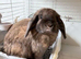 Male Lop bunny & all accessories 50 ONO