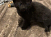3 beautiful kittens 2 girls 1 boy