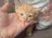 Maine coon x kitten