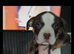 American Pocket Bully x American Bulldog Puppies