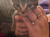 Kittens wanting homes ASAP