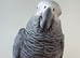 African Grey Female with cage - Very Talkative
