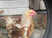 Frizzle bantam chicken