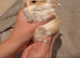 Mini lop babies ALL SOLD ️