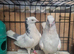 Iranian pigeon