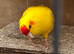 Kakoriki cock
