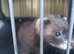 EU x Polecat ferret kits