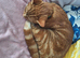Ron is searching for his forever home