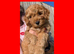 5 x Red Cockapoo Girls For Sale