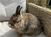 Lovely handsome 8 month old Netherlands dwarf.