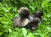 Cayuga ducklings