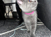 5 kittens looking for loving home