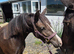 Section C 3yr Old Filly