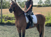 15h3 beautiful Scottish warmblood