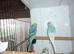 Baby budgies ready for new homes