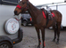 8yr old bay gelding for sale