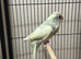 Kakariki parakeet